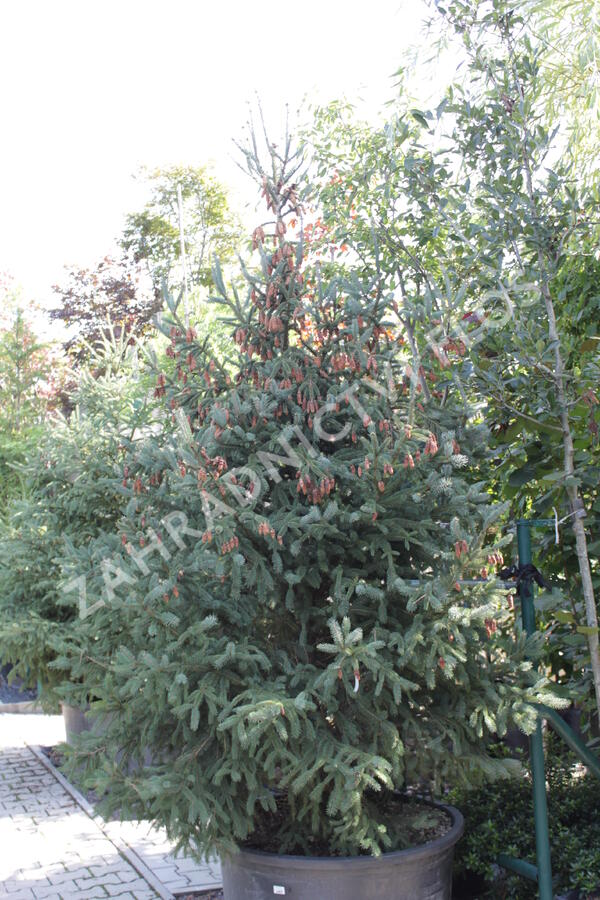 Smrk pichlavý 'Glauca' - Picea engelmannii 'Glauca'