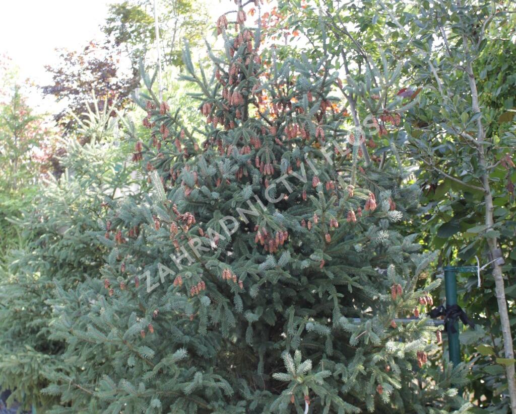 Smrk Engelmannův 'Glauca' - Picea engelmannii 'Glauca'