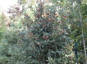 Smrk Engelmannův 'Glauca' - Picea engelmannii 'Glauca'