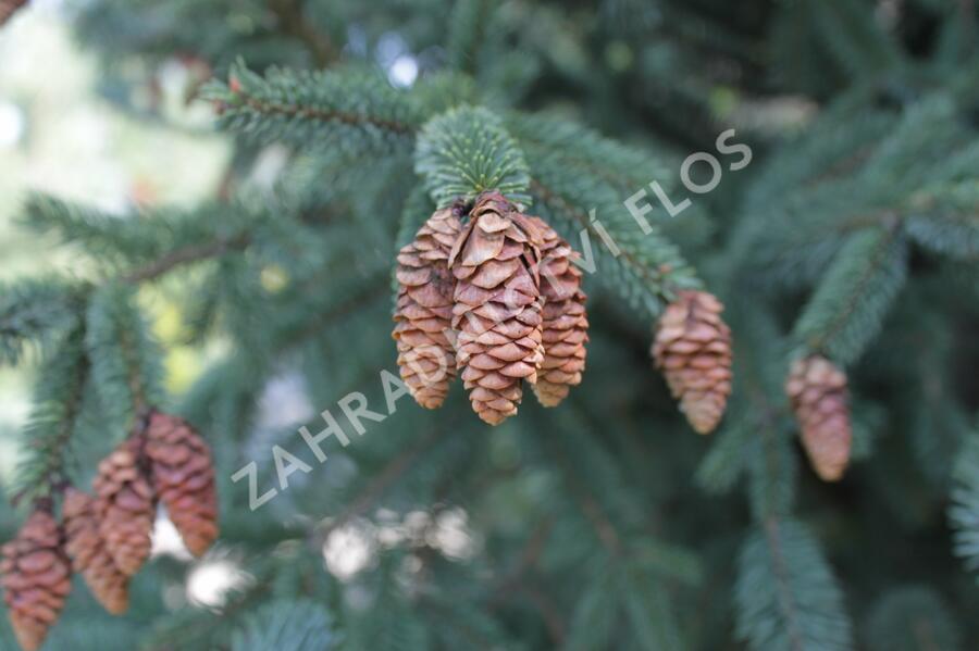 Smrk pichlavý 'Glauca' - Picea engelmannii 'Glauca'