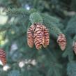 Smrk pichlavý 'Glauca' - Picea engelmannii 'Glauca'