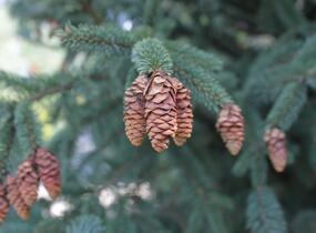 Smrk Engelmannův 'Glauca' - Picea engelmannii 'Glauca'