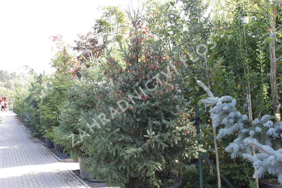 Smrk pichlavý 'Glauca' - Picea engelmannii 'Glauca'