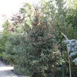 Smrk pichlavý 'Glauca' - Picea engelmannii 'Glauca'