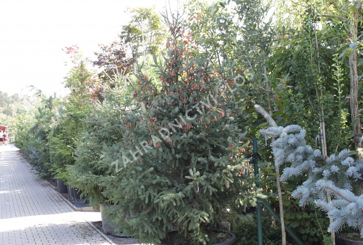 Smrk Engelmannův 'Glauca' - Picea engelmannii 'Glauca'