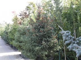 Smrk Engelmannův 'Glauca' - Picea engelmannii 'Glauca'