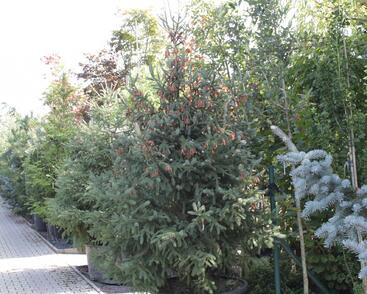 Smrk Engelmannův 'Glauca'