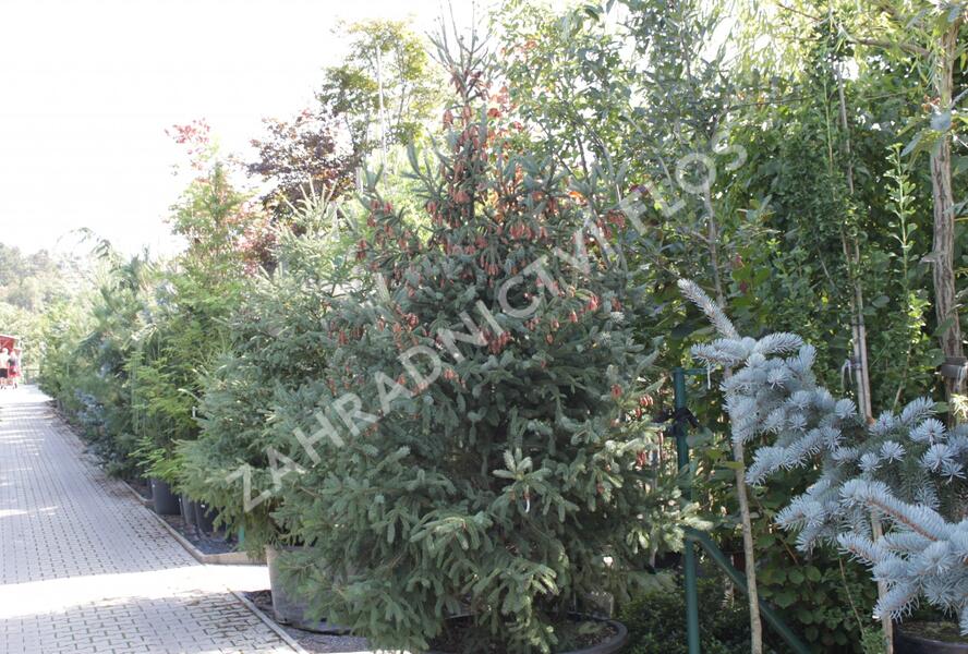 Smrk Engelmannův 'Glauca' - Picea engelmannii 'Glauca'