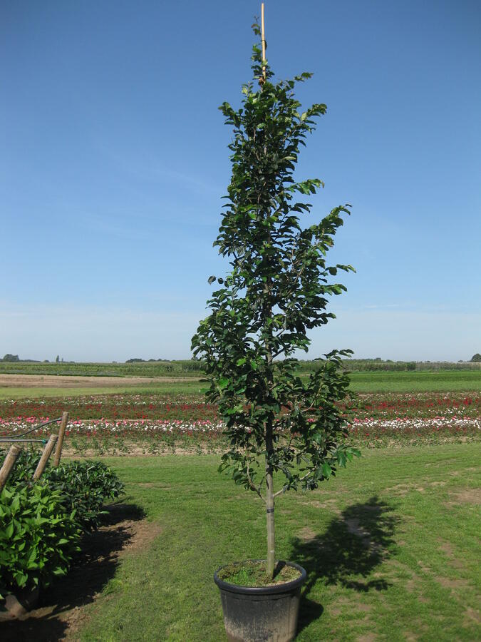 Parotie perská 'Vanessa' - Parrotia persica 'Vanessa'