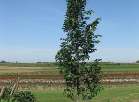 Parotie perská 'Vanessa' - Parrotia persica 'Vanessa'