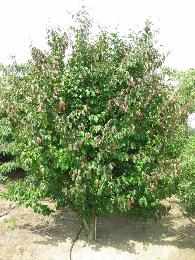 Parotie perská 'Vanessa' - Parrotia persica 'Vanessa'