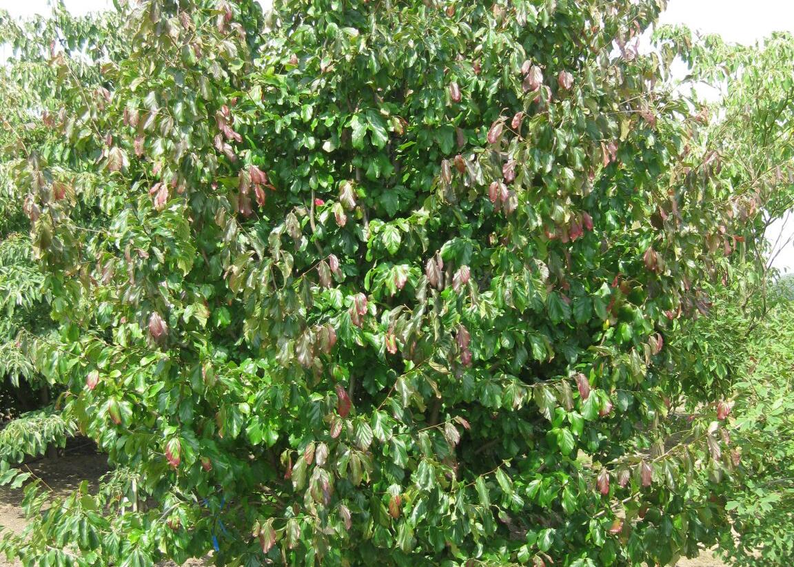 Parotie perská 'Vanessa' - Parrotia persica 'Vanessa'