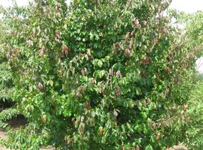 Parotie perská 'Vanessa' - Parrotia persica 'Vanessa'