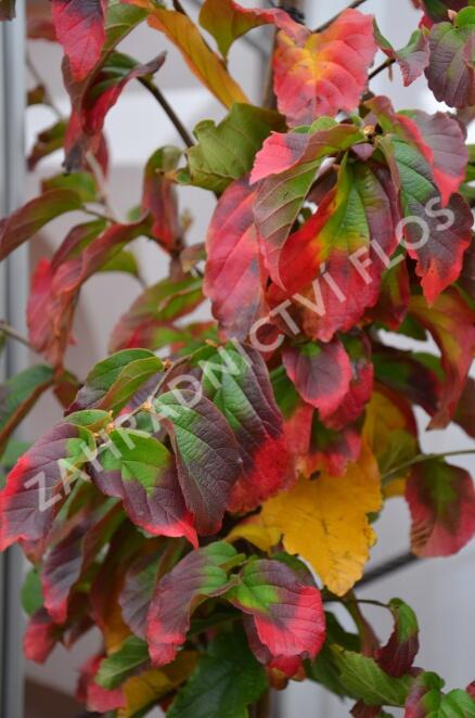 Parotie perská 'Vanessa' - Parrotia persica 'Vanessa'