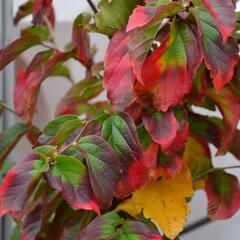 Parotie perská 'Vanessa' - Parrotia persica 'Vanessa'