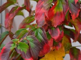 Parotie perská 'Vanessa' - Parrotia persica 'Vanessa'