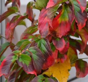 Parotie perská 'Vanessa' - Parrotia persica 'Vanessa'