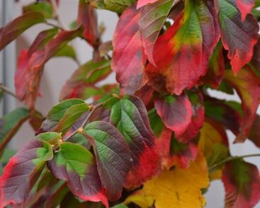 Parotie perská 'Vanessa'