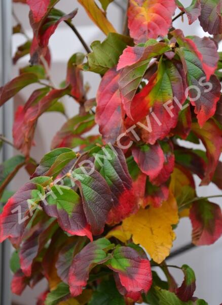 Parotie perská 'Vanessa' - Parrotia persica 'Vanessa'