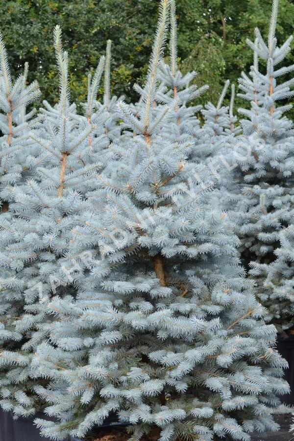 Smrk pichlavý - Picea pungens