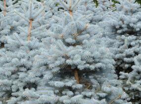 Smrk pichlavý - Picea pungens