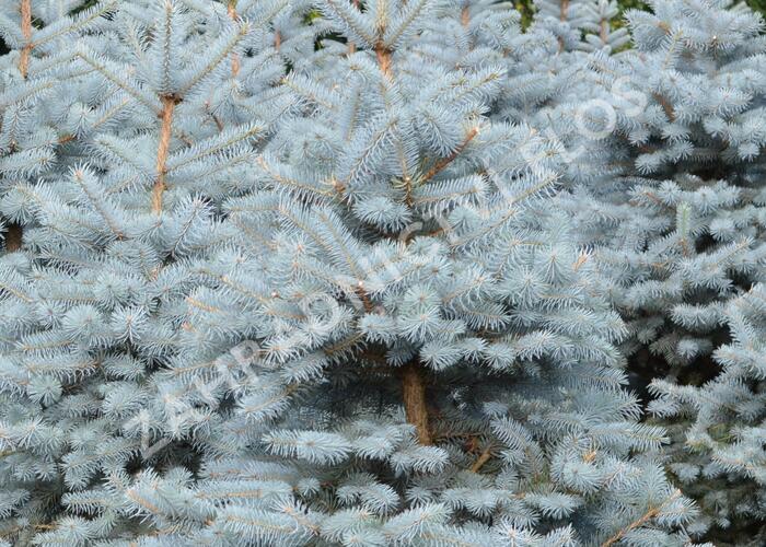 Smrk pichlavý - Picea pungens