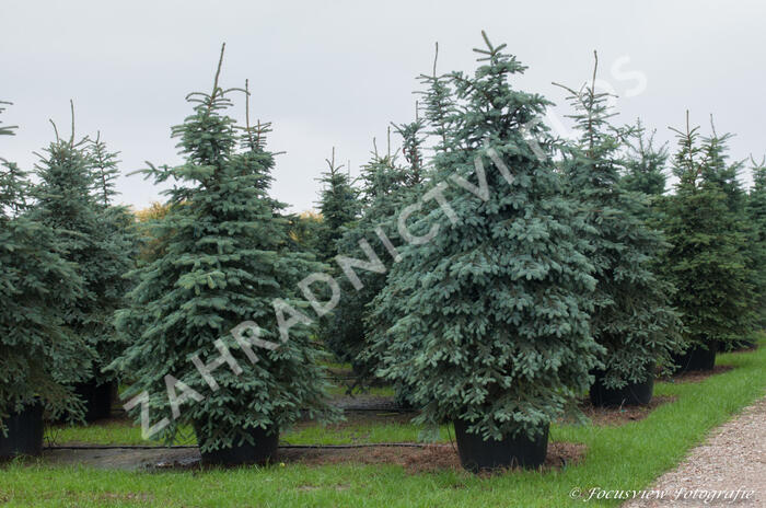 Smrk pichlavý - Picea pungens