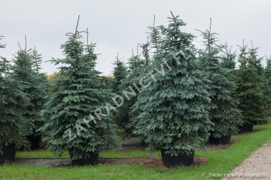 Smrk pichlavý - Picea pungens