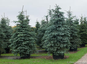 Smrk pichlavý - Picea pungens