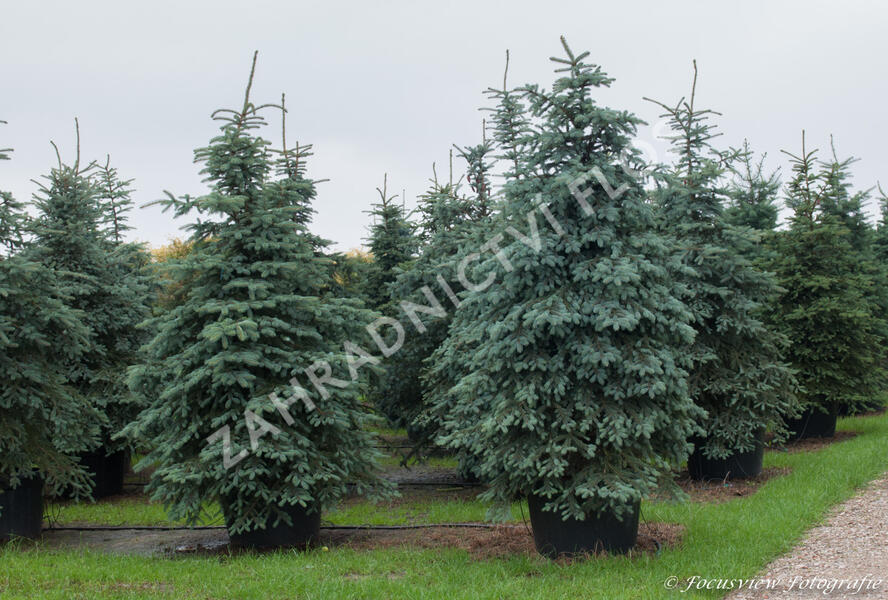 Smrk pichlavý - Picea pungens