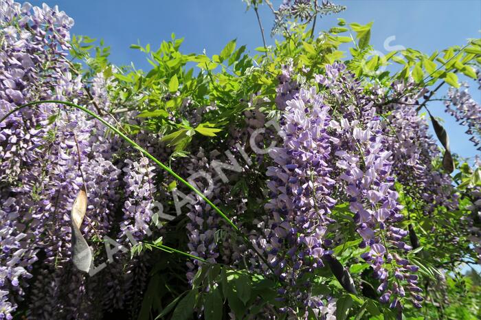 Vistárie čínská - Wisteria sinensis