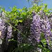 Vistárie čínská - Wisteria sinensis
