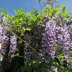 Vistárie čínská - Wisteria sinensis