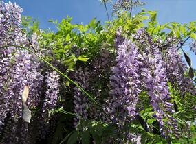 Vistárie čínská - Wisteria sinensis