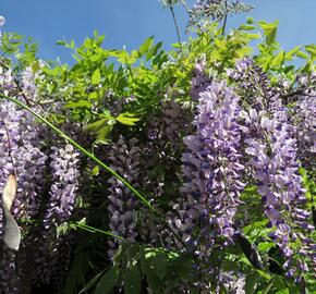 Vistárie čínská - Wisteria sinensis