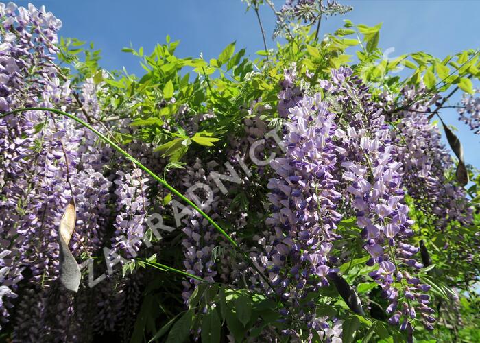 Vistárie čínská - Wisteria sinensis