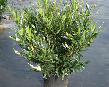 Bobkovišeň lékařská 'Otto Luyken'