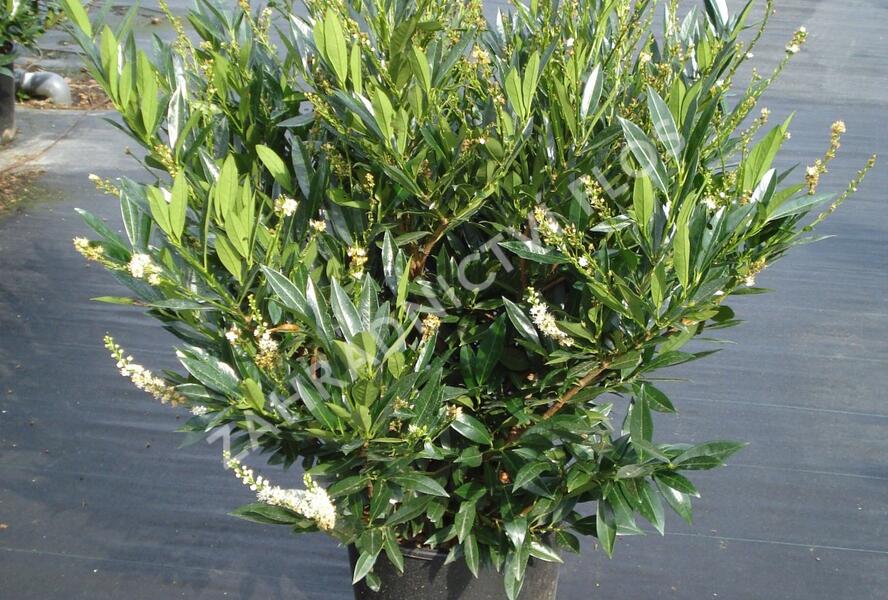 Bobkovišeň lékařská 'Otto Luyken' - Prunus laurocerasus 'Otto Luyken'