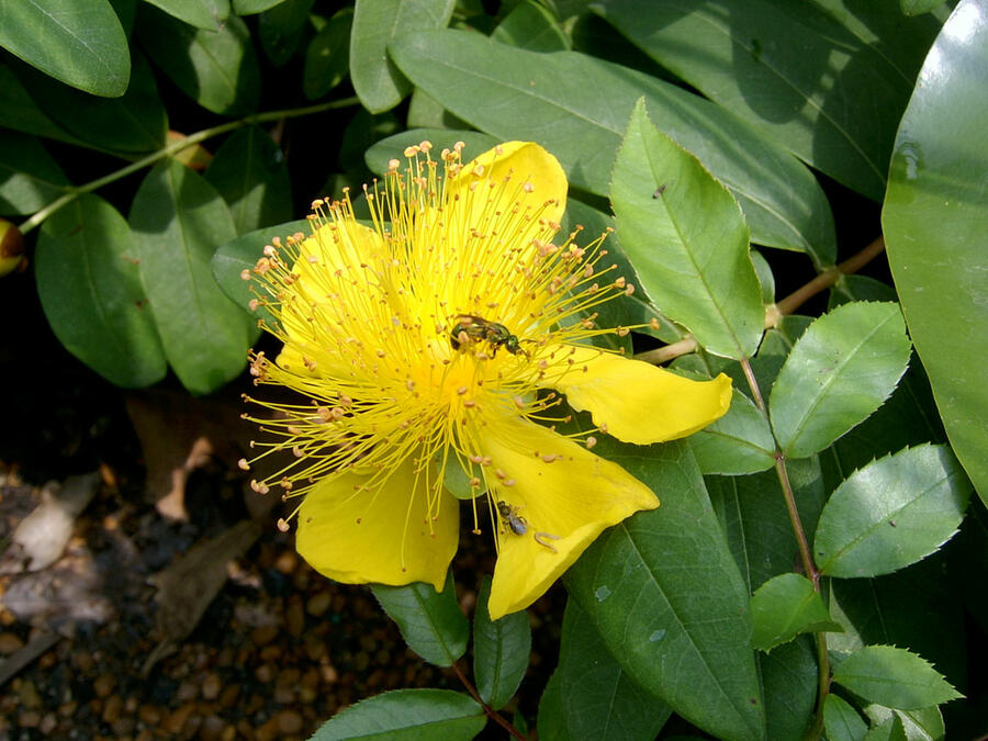 Třezalka kalíškatá - Hypericum calycinum