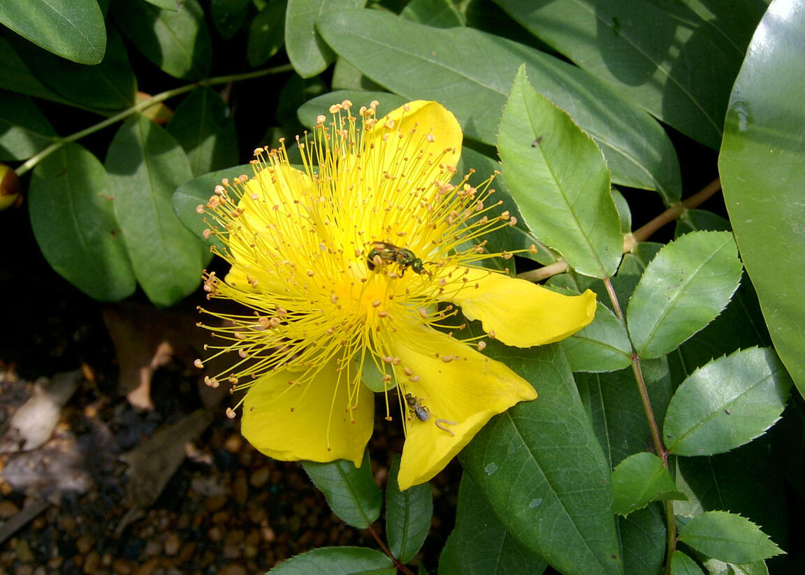 Třezalka kalíškatá - Hypericum calycinum