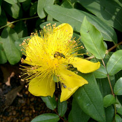 Třezalka kalíškatá - Hypericum calycinum