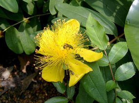 Třezalka kalíškatá - Hypericum calycinum