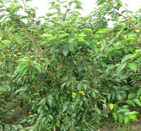 Višeň chloupkatá 'Accolade' - Prunus 'Accolade'