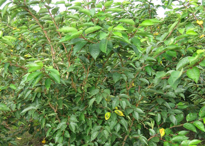 Višeň chloupkatá 'Accolade' - Prunus 'Accolade'