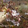Višeň chloupkatá 'Accolade' - Prunus 'Accolade'