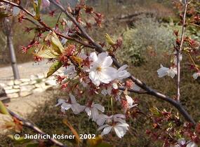 Sakura růžová 'Accolade' - Prunus 'Accolade'