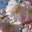 Višeň chloupkatá 'Accolade' - Prunus 'Accolade'