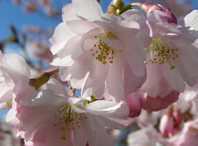 Sakura růžová 'Accolade' - Prunus 'Accolade'