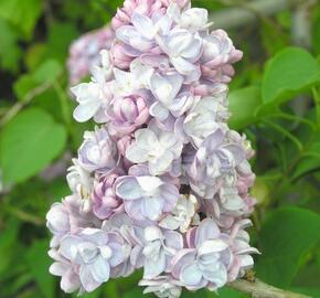 Šeřík obecný 'Michel Buchner' - Syringa vulgaris 'Michel Buchner'