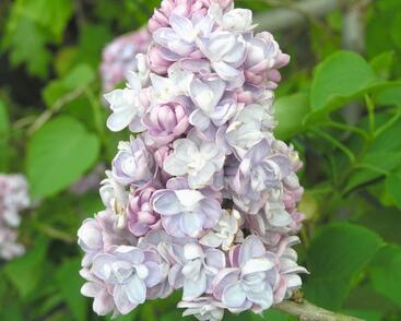 Šeřík obecný 'Michel Buchner'